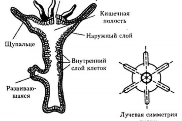 Биржа кракен официальный сайт