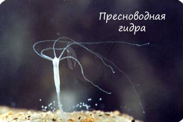 Кракен официальная ссылка зеркало